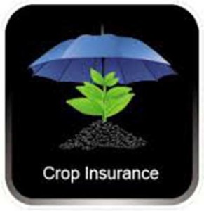 Crop Insurance_HKM