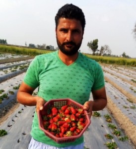 Gurmail Singh Strawberry Farmer